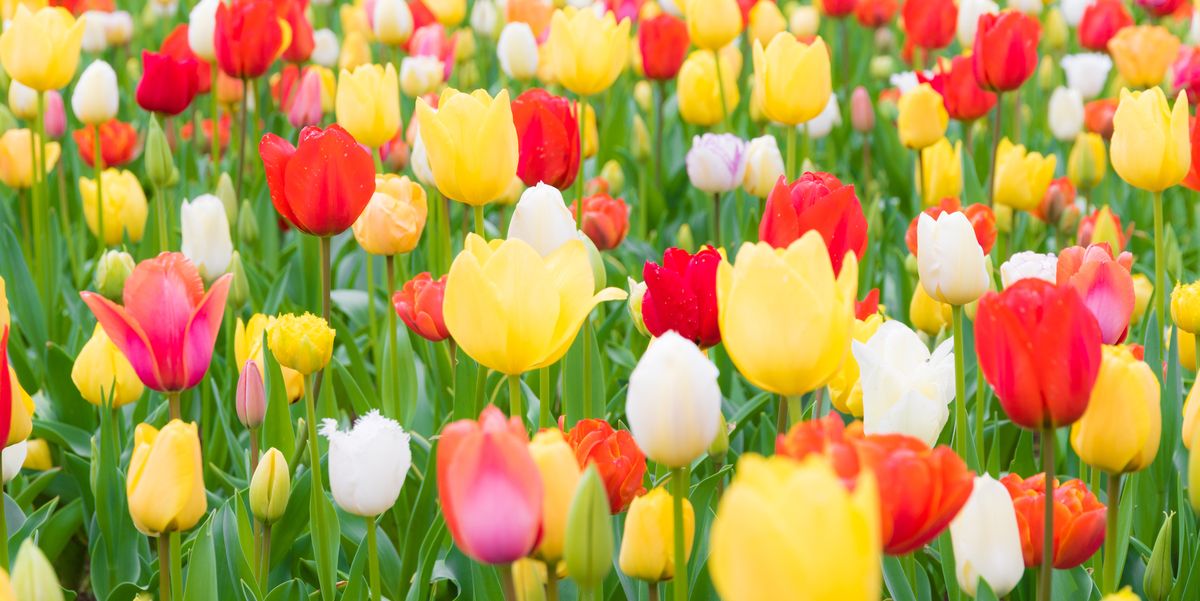 Close-Up Of Tulips Blooming In Field