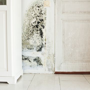 mold growth on wall and damp stained wood door