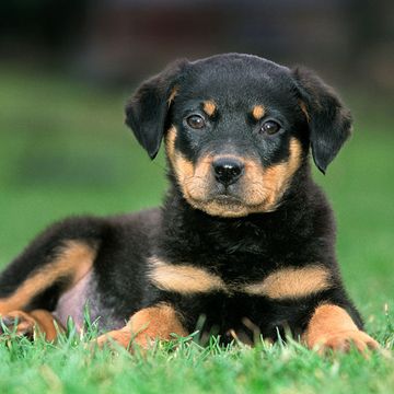 Young Rottweiler dog pup lying on lawn in garden